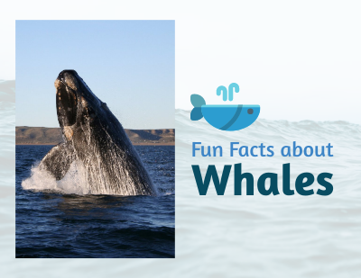 Fun Facts about Whales